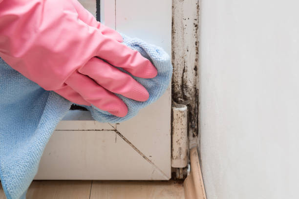 Best Bathroom Mold Remediation in Galena, IN